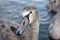 Close-up young swan