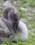 The close-up of the young swan with the flowers