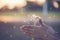 Close up of young teenage girl playing with grasses field on the sunset.teenagers girl having fun