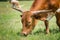 Close-up of a young Texas longhorn