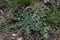 Close up of young thistle leaves in spring