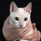 Close up of an young tonkinese cat of a fawn mink color in female hands on the dark black background