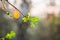 Close-up of young twig with green and yellow blooming maple buds. Nature is awakening and full of joy.