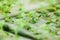 Close up of young vegetables growing on water in control system, hydroponics system