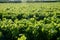 Close up of young vines in vineyard. Grape seedlings at sunset. Vine nursery and winery. Young grape shoots available for sale. Pl