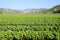 Close up of young vines in vineyard. Grape seedlings at sunset. Vine nursery and winery. Young grape shoots available for sale. Pl