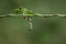 Close-up of a young Virginia creeper shoot twining around a stalk of grass. The background is green with space for text