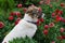 Close-up of a young white and brown dog sitting in red dahlias