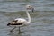 Close up of a young white and gray flamingo in the breeding grounds of San Pedro del Pinatar in Murcia