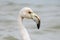 Close up of a young white and gray flamingo in the breeding grounds of San Pedro del Pinatar in Murcia