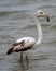 Close up of a young white and gray flamingo in the breeding grounds of San Pedro del Pinatar in Murcia