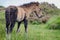 Close up of a young wild Dartmoor pony chewing grass