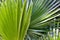 Close-up of  young  windmill palm trees  in a  farm garden