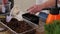 Close-up of a young woman planting sunflower seeds in the ground in a greenhouse