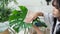 Close-up young women`s hands rub and wipe the dust off the leaves of the house plant Monstera Deliciosa with care. Monstera lover