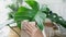 Close-up young women`s hands rub and wipe the dust off the leaves of the house plant Monstera Deliciosa with care. Monstera lover