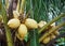 Close up of young yellow coconuts in the garden.