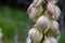 Close up of Yucca Blossoms Hanging on Plant