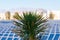 Close up. Yucca palm. Blurred solar power electric generating system and facility in background