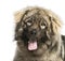 Close-up of a Yugoslav Shepherd Dog panting, 1 year old