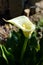 Close-up of Zantedeschia Flower, White Calla, Arum Lily