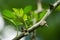 Close-up of Zanthoxylum americanum, Prickly ash or Sichuan pepper blossom on natural green bokeh background