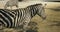 Close up of a zebra