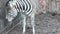 Close up of the Zebra.. 4K UltraHD, UHD