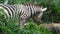Close up of zebra eating grass field.