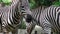 Close up of zebra eating grass field.