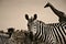 Close up of a zebra in front of a giraffe in Kenya in black and white