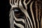 Close up of a zebra. Generative AI