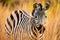 close-up of a zebra grazing in the savanna