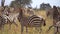 Close Up of Zebra Herd in Meadow of African Savannah. Exotic Animals Safari