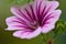 Close up of a zebra mallow blossom