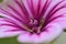 Close up of a zebra mallow blossom