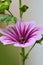 Close up of a zebra mallow blossom