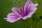 Close up of a zebra mallow blossom