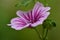 Close up of a zebra mallow blossom