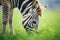 close-up of zebra munching on green grass