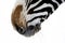 Close up of zebra nose (blowhole and nostrils)