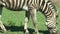 Close-up of zebra in the pasture