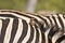 Close-up on zebra skin , Kruger National park, South Africa