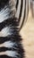 Close up of a zebras black and white striped skin and hair