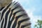 Close up of a zebras black and white striped skin and hair