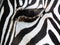 Close up of zebras eye at Marwell Zoo England