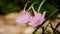 Close up of Zephyranthes lily