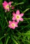 Close up of Zephyranthes lily