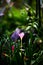 Close up of Zephyranthes Lily or Rain Lily