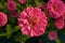 Close-up of Zinnia elegans flower